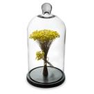 Arranjo de Flores Secas Sempre Viva na Cupula Amarelo Ht Arranjo de Flores Secas Sempre Viva na Cupula Amarelo Ht