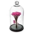 Arranjo de Flores Secas Sempre Viva na Cupula Rosa Forte Ht