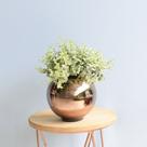 Arranjo de Folhagem Artificial no Vaso Bronze P Formosinha