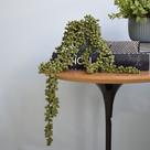 Arranjo de Folhagem Pendente Artificial no Vaso Azul Formosinha