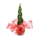Arranjo de Lança de São Jorge Trançada - Plantas Ornamentais