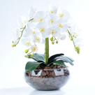 Arranjo de Orquídea Artificial Branca 6 Hastes Victória