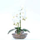 Arranjo De Orquídea Artificial Branca Em Terrário Pequeno