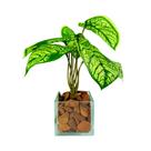 Arranjo de planta artificial em vasinho de vidro