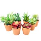 Arranjo de Suculenta Artificial Sortida Vaso Plástico Marrom