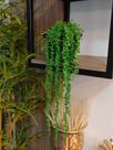 Arranjo decorativo de prateleiras no vaso plantas verde suculentas