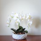 Arranjo Orquídea Branca 2 Hastes