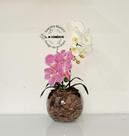 Arranjo Orquídea Branca Com Rosa Borboleta 3D Realista Permanente Siliconada Para Decoração de Mesa