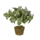 Arranjo Peperomia Aluminum