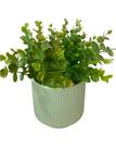 Arranjo Vaso Cerâmica c/ Eucalipto verde Planta Artificial