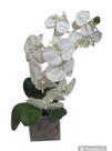 Arranjos de orquídeas cor