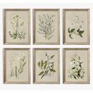 Arte de parede Baccone Vintage Botanical Aquarela Impressões 20x25cm Arte de parede Baccone Vintage Botanical Aquarela Impressões 20x25cm