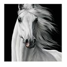 Artesanato Pintura Diamante Diy 30X40 - WHITE HORSE II