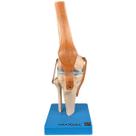 Articulação do Joelho com Ligamentos Esqueleto