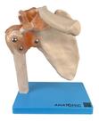 Articulação Do Ombro Com Ligamentos Anatomico Tam Real Articulação Do Ombro Com Ligamentos Anatomico Tam Real