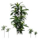Árvore Artificial Dracena 170 cm 4 Troncos Formosinha