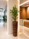 Arvore Bambu Decorativo Luxo 2m Com Vaso Grande Sala Recepçao Hall decoração salao de festa