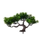 Arvore Bonsai