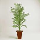 Arvore cycas - palmeira toque real - 1,70 mt - 373-8