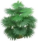 Árvore Folhagem Grande Planta Palmeira Leque 65cm De Sala