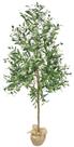 Arvore Grande Real Oliva Planta Oliveira 180cm Permanente