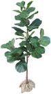 Arvore Planta Ficus Lyrata 175cm Tronco Real e Grande