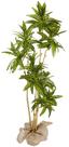 Árvore Planta Folhas Artificial Dracena Decorativa Real