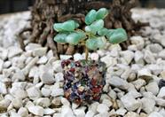 Árvore Quartzo Verde com Base de Cristais Variados 9 cm
