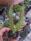 Austrocylindropuntia subulata
