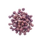 Avelã Crua Sem Casca 500g Inteira Natural Vegano Avelã Crua Sem Casca 500g Inteira Natural Vegano