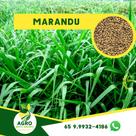 B brizantha cv marandu gm 36