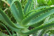 Babosa - Aloe arborescens - Planta Suculenta Ornamentais e Medicinais