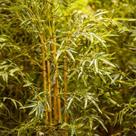 Bambu artificial 16 hastes 1.80 metros