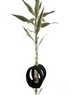 Bambu da sorte chinês dracena suporte de madeira vaso de vidro