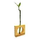 Bambu da Sorte com Vaso de Vidro e Suporte Quadrado Bambu da Sorte com Vaso de Vidro e Suporte Quadrado