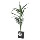Bambu da Sorte com Vaso em Vidro e Suporte Preto - Plantas Decorativas Bambu da Sorte com Vaso em Vidro e Suporte Preto - Plantas Decorativas