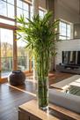 Bambu da Sorte - Dracaena braunii - Planta de Interior