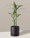 Bambu-da-sorte em Vaso Cerâmica com prato Preto Pequeno