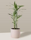 Bambu-da-sorte em Vaso Cerâmica Creme P