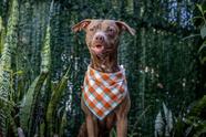 Bandana Dream para Pet