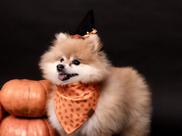 Bandana para Pet - Pumpkins