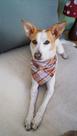 Bandana para Pet - São Luís Bandana para Pet - São Luís
