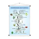 Banner de Lona Educativo Diversidade das Plantas 70x55cm