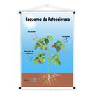 Banner de Lona Educativo Esquema da Fotossíntese - 85x60cm