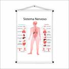 Banner de Lona Educativo Sistema Nervoso 70x55 cm Banner de Lona Educativo Sistema Nervoso 70x55 cm