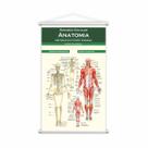 Banner Escolar Pedagógico Resumão Anatomia Medicina 80x50cm Banner Escolar Pedagógico Resumão Anatomia Medicina 80x50cm
