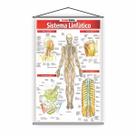 Banner Escolar Pedagógico Sistema Linfático Medicina 80x50cm Banner Escolar Pedagógico Sistema Linfático Medicina 80x50cm