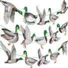 Banners iPartyFun Mallard Duck para decoração de festa de caça
