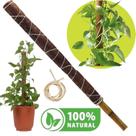 Bastão Tutor 60 cm Suporte Plantas Trepadeiras Fibra de Coco