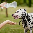 Bebedouro Pet Dobrável Silicone Tigela Água Passeio Viagem Garrafa Refresca Sede Cães Gato